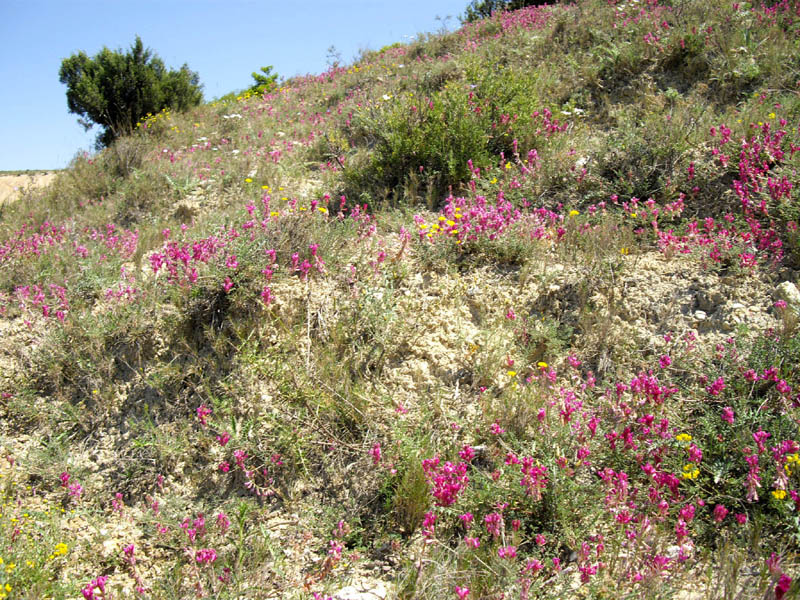 Hedysarum boveanum ssp europaeum en fleurs sur des pentes calcaires arides en Espagne